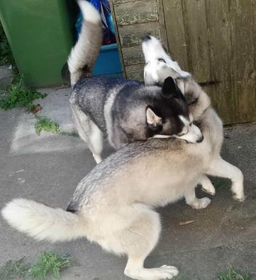 are my huskies playing or fighting