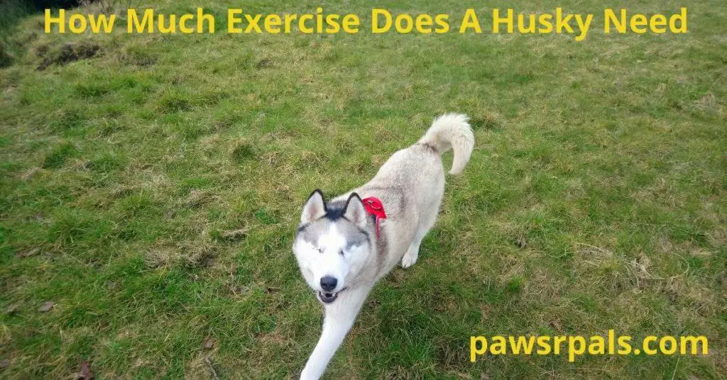 How Much Exercise Does A Husky Need Paws R Pals