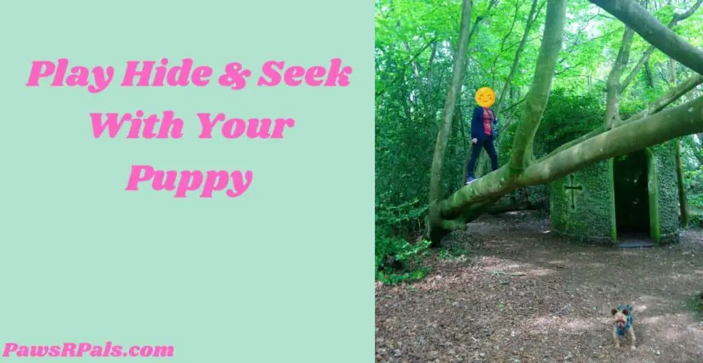 Play Hide & Seek With Your Puppy. Girl wearing black leggings, red t-shirt, blue hoodie with a blue bag across her chest, walking along a fallen tree in green woods, next to a moss covered round building with a cross window in the wall and arch doorway in the front, above brown leaves and a mini yorkshire terrier wearing blue and black harness facing front.